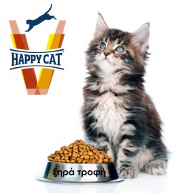 vet happy cat-xira